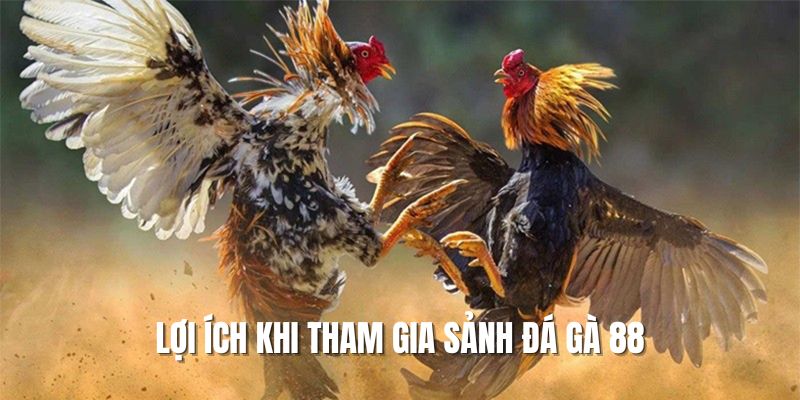 Lợi ích khi tham gia vào sảnh đấu kê 88