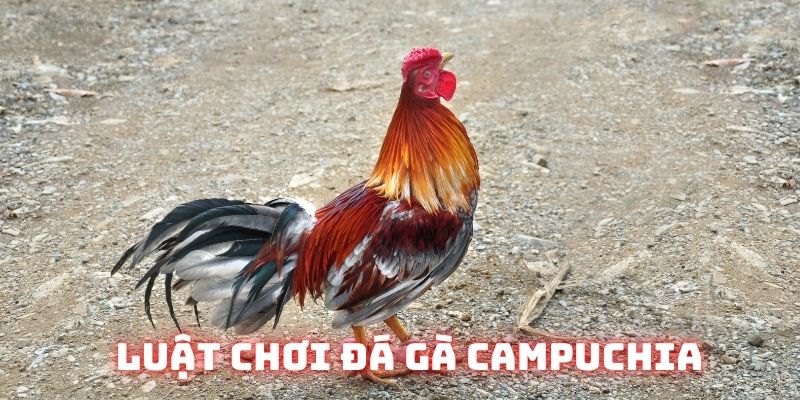 Hướng dẫn luật chơi đá gà Campuchia tại nhà cái