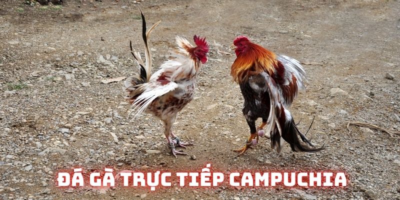 Tổng quan về đá gà trực tiếp Campuchia 33win