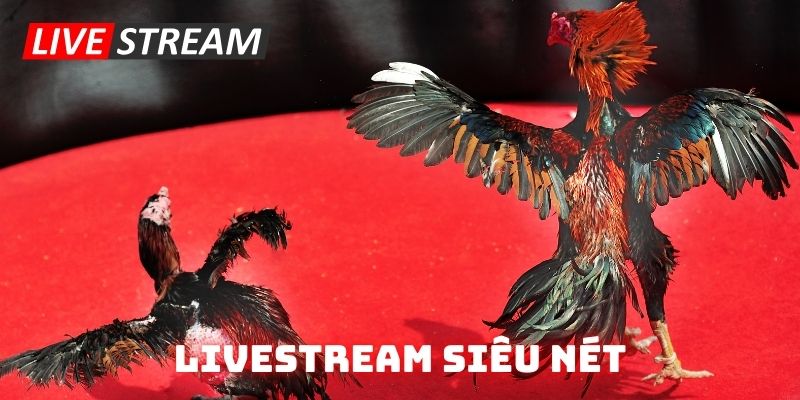 Công nghệ phát livestream siêu sắc nét 4K