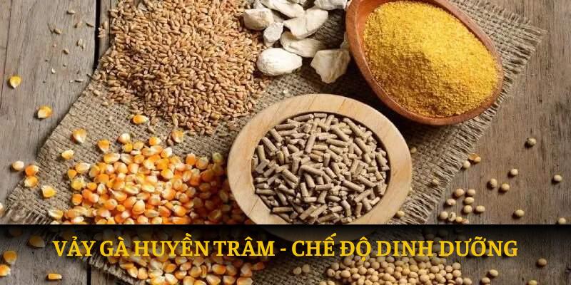 Chế độ dinh dưỡng cho chiến kê huyền trâm