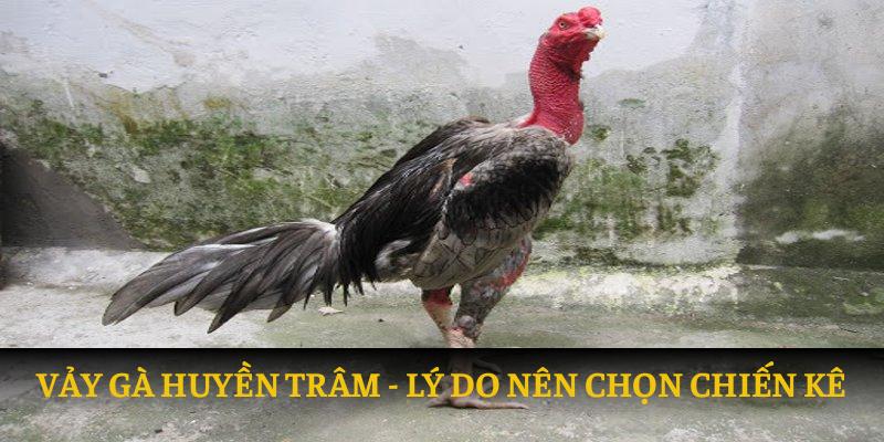 Lý do nên chọn chiến kê có vảy gà huyền trâm