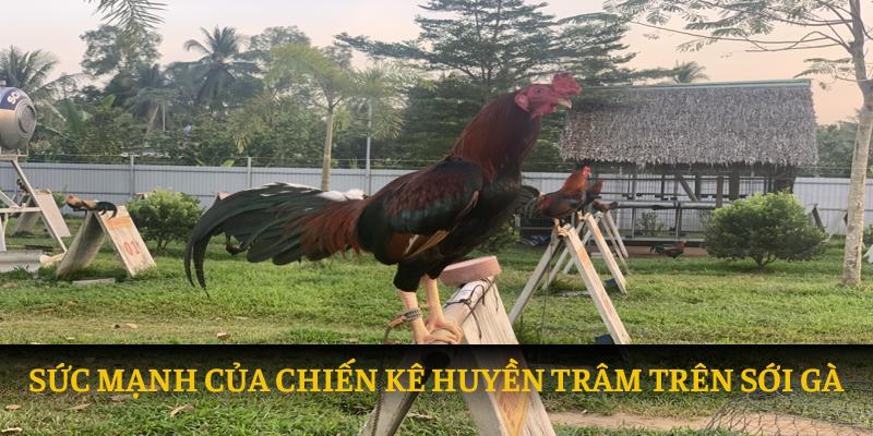 Sức mạnh của chiến kê huyền trâm trên sới gà