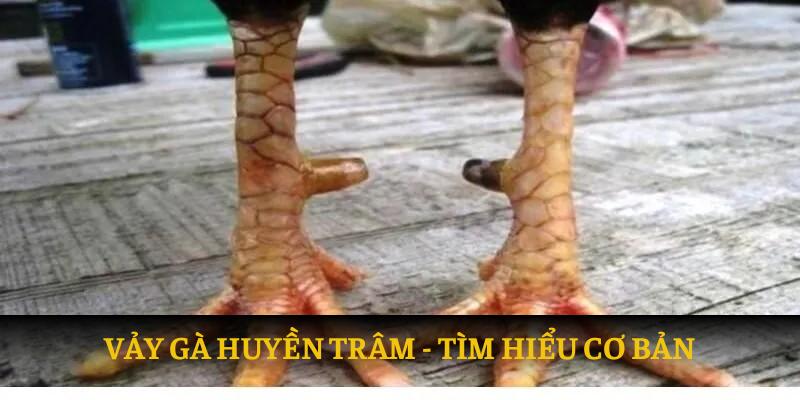 Tìm hiểu về vảy gà huyền trâm 